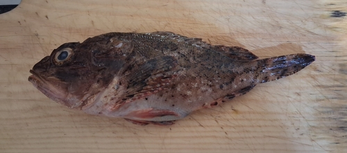 Black Scorpionfish
