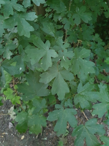 field maple