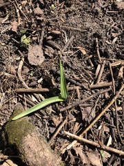 Allium tricoccum