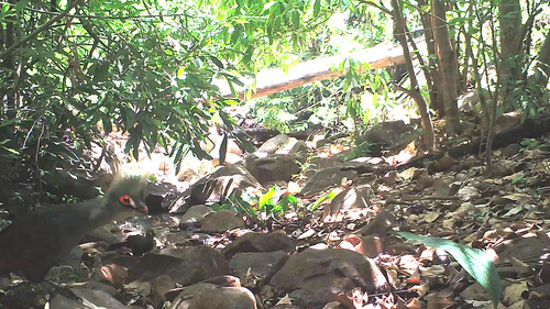 Guinea Turaco