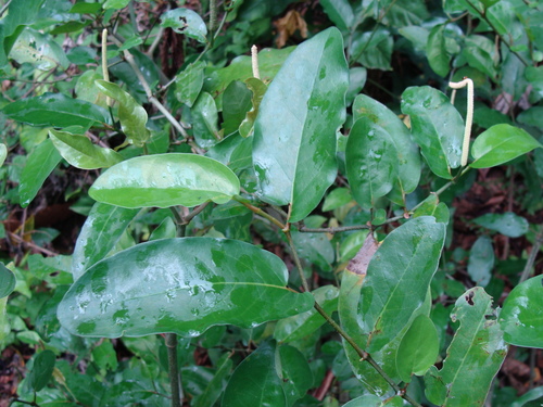 Image of Piper Tuberculatum (Piper tuberculatum) by (c) Alexis López Hernández, some rights reserved (CC BY)