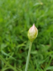 Allium roseum