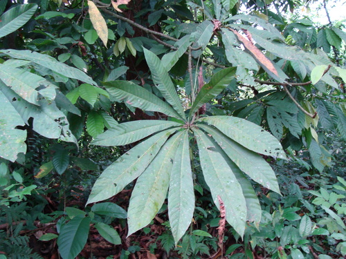 Pouteria sapota