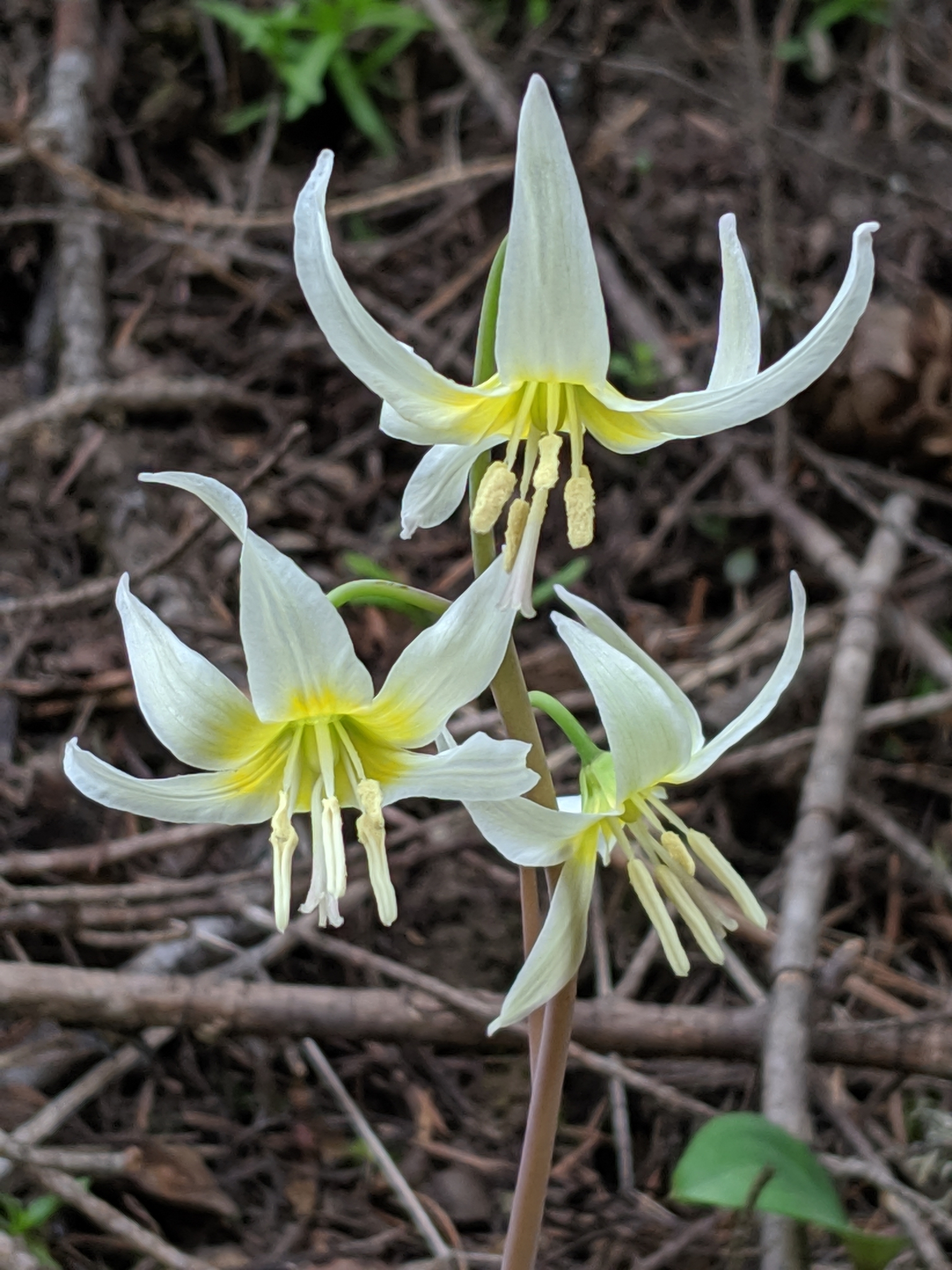 Erythronium grandiflorum ssp. candidum