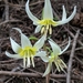 Idaho Fawn Lily - Photo (c) Michael Woodruff, some rights reserved (CC BY-NC), uploaded by Michael Woodruff