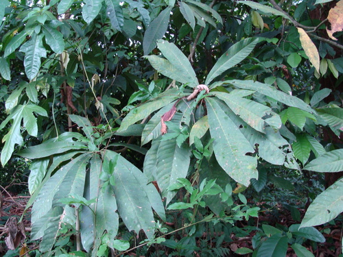 Pouteria sapota