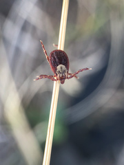 Dermacentor variabilis