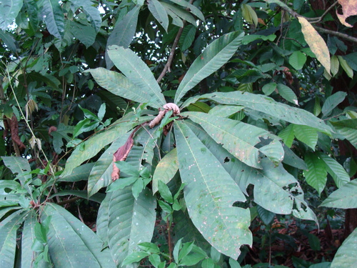 Pouteria sapota