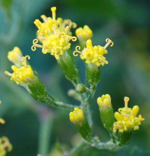 Senecio deltoideus, photograph 6