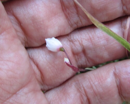 Autumn snowflake (Acis autumnalis)