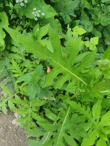 Cabbage Thistle