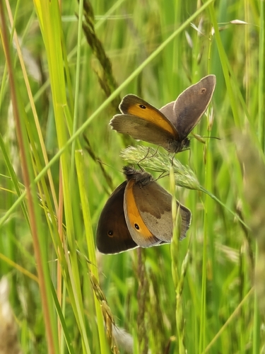 Meadow Brown