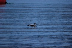 Somateria mollissima