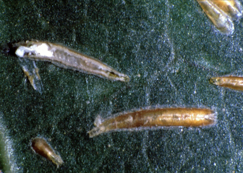Lepidosaphes tapleyi