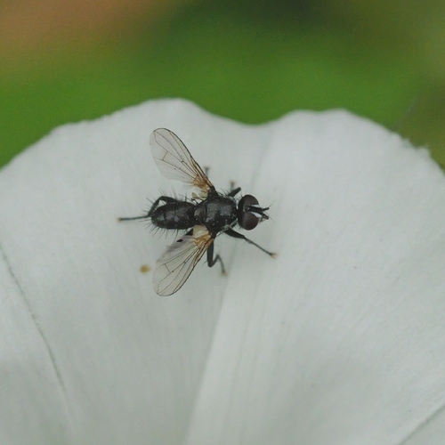 Phania funesta, Natuurterrein klarenbeek,1105 AA Amsterdam, Nederland, photo 6 of 10