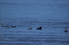 Somateria mollissima