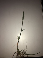 Hordeum pusillum