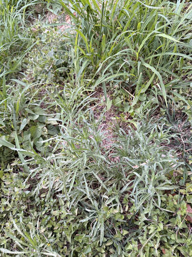 Erigeron bonariensis, 2026-06-15