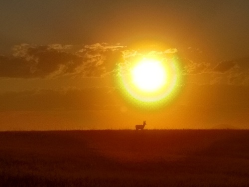 Pronghorn photographed in Nebraska