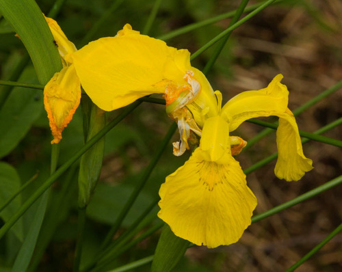 Yellow Iris