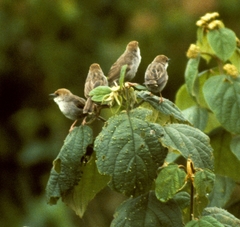 Cisticola hunteri