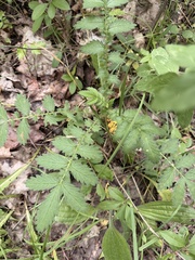 common agrimony
