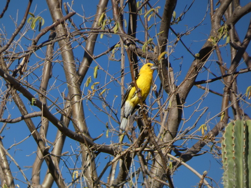 Picogordo amarillo