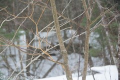 Aurantioporthe corni