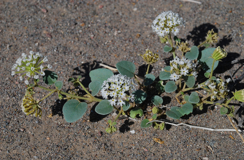 transmontane sand-verbena