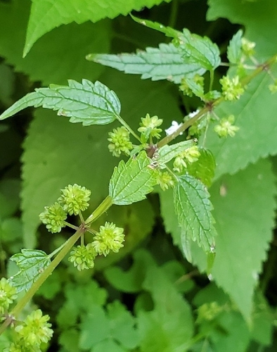 Heartleaf nettle (Urtica chamaedryoides)