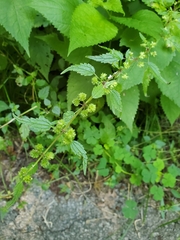 author not stated, no rights reserved Urtica chamaedryoides, photograph author not stated, no rights reserved