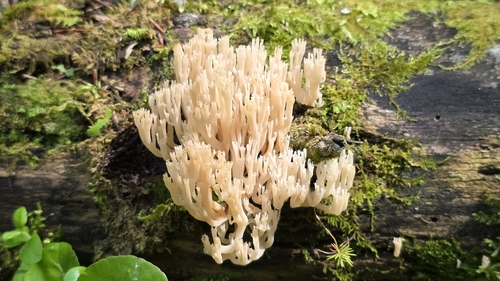 crown-tipped coral fungus