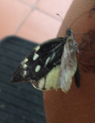 Lieinix nemesis nemesis