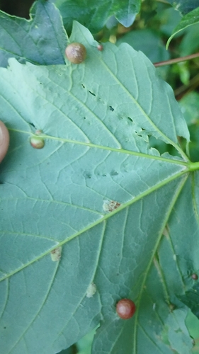 Maple gall wasp