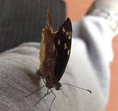 Lieinix nemesis nemesis