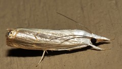 Parapediasia decorellus