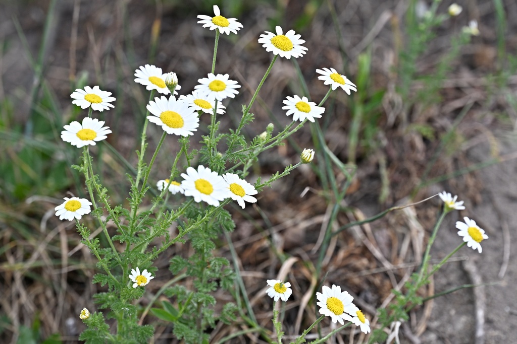 Cota austriaca; photograph (c) Petr Harant, some rights reserved (CC BY)