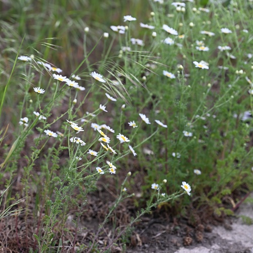 Cota austriaca, photograph 4