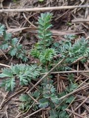 Sanguisorba occidentalis