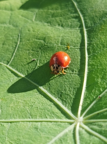 Asian Lady Beetle
