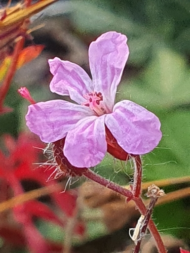 Herb Robert