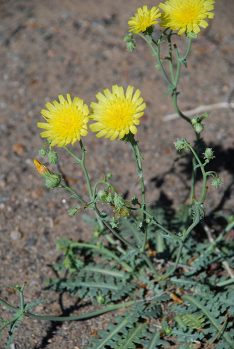 sowthistle desert dandelion