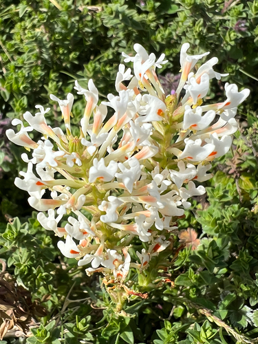 Tropical Slugwort
