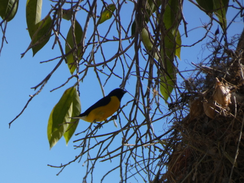 Eufonia garganta negra mexicana