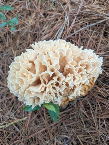 Eastern cauliflower mushroom