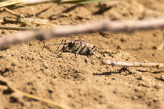 Cicindela tranquebarica kirbyi
