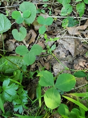 Trifolium stoloniferum