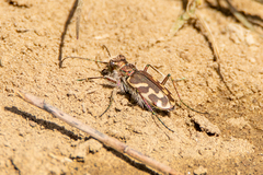 Cicindela tranquebarica kirbyi
