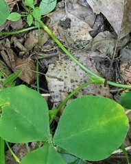 Trifolium stoloniferum, photograph author not stated, no rights reserved