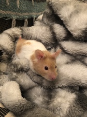 Mesocricetus auratus